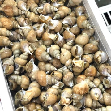 シロバイ貝 日本海産 中サイズ(1個約30g)計500g【白バイ500g-30g】豊洲直送 冷蔵