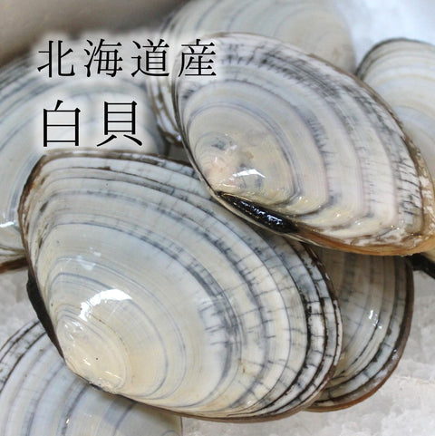 白貝 豊洲直送 北海道産 約50-60g/1枚 シロガイ サラガイ バター焼き旨し!【白貝】 冷蔵