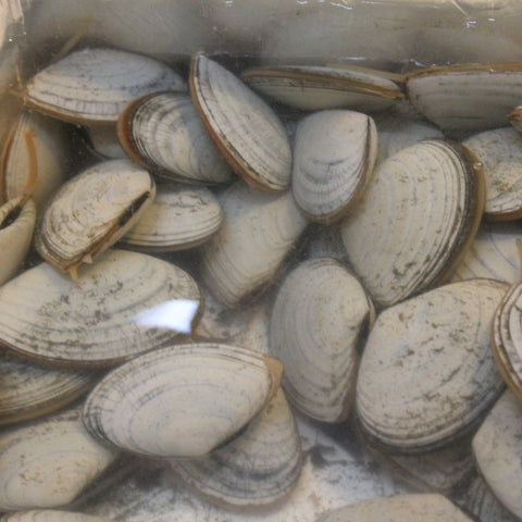 白貝 豊洲直送 北海道産 約50-60g/1枚 シロガイ サラガイ バター焼き旨し!【白貝】 冷蔵