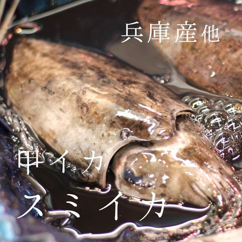 スミイカ/コウイカ 山陰産 約300-400g/尾 計約1キロ 豊洲直送 旬の逸品!甲イカ 墨イカ【スミイカ300-400gx1K】 冷蔵