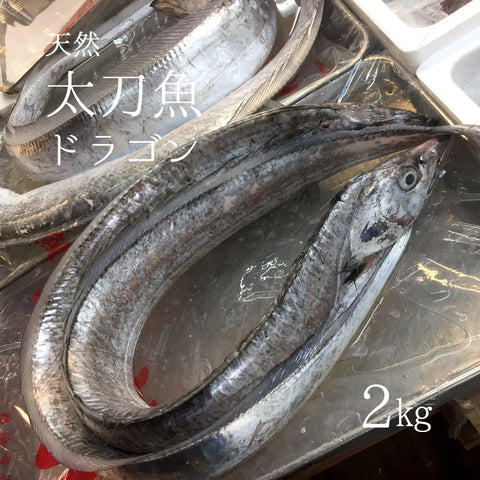 生 天然 太刀魚 特大タチウオ 丸一本 ドラゴン 和歌山/九州産 他 1尾2kgサイズ【太刀魚2K】冷蔵 豊洲直送