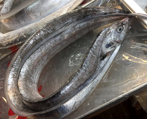 生 天然 太刀魚 タチウオ 丸一本 和歌山/九州産 他 豊洲直送 1-1.5kg【太刀魚1-1.5K】 冷蔵