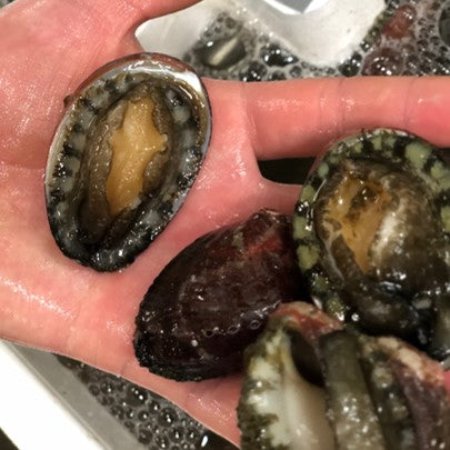 生 天然トコブシ 千葉・愛知 他 大サイズ 計500g(1個50-100g前後)【とこぶし大0.5K】冷蔵