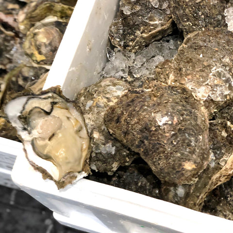 特大岩牡蠣 天然 徳島産 1個約300-500g 計4個【徳島産特大岩牡蠣x4個】冷蔵 豊洲直送