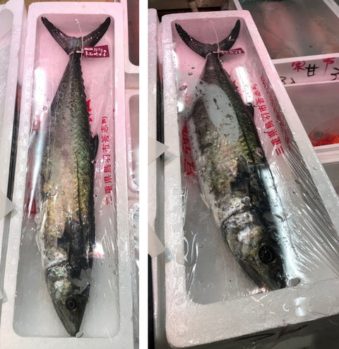 トロ鰆 答志島 三県産 ブランドサワラ 1尾2.8~3.2キロ【トロさわら 3kg前後】冷蔵 豊洲直送