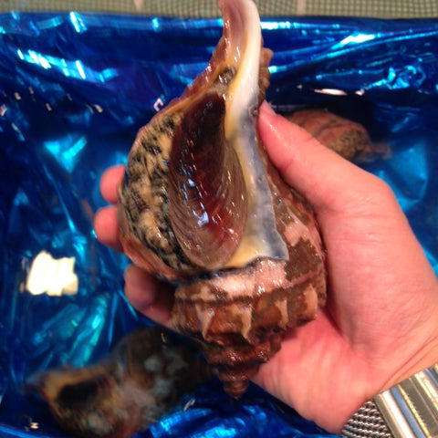 殻付き真ツブ貝 北海道産 中/大サイズ 1kg(1個約250-300g/個)豊洲直送 つぶ貝 粒貝 【マツブ250-300g】 冷蔵