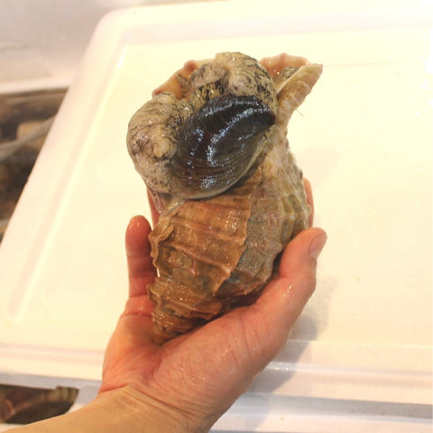 殻付き真ツブ貝 北海道産 特大サイズ 1個 約+500g/個 豊洲直送 つぶ貝 粒貝 【マツブ500g】 冷蔵