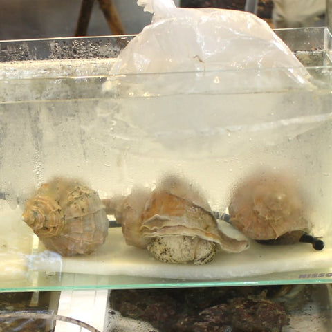 殻付き真ツブ貝 北海道産 特大サイズ 1個 約+500g/個 豊洲直送 つぶ貝 粒貝 【マツブ500g】 冷蔵
