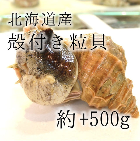 殻付き真ツブ貝 北海道産 特大サイズ 1個 約+500g/個 豊洲直送 つぶ貝 粒貝 【マツブ500g】 冷蔵