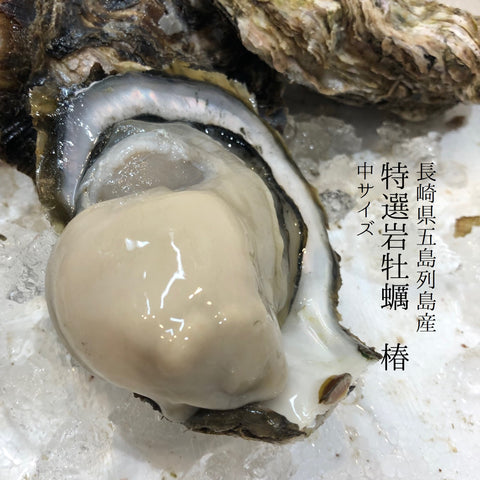 岩牡蠣 椿 長崎県五島列島（生食用殻付き）中サイズ 計5個（約200-400g/1個・中サイズ）豊洲直送 ギフト ツバキ つばき 鮮魚 養殖岩牡蠣【ツバキM-5個】 冷蔵