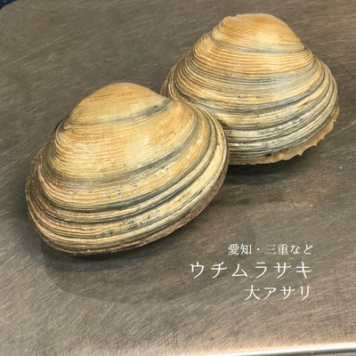 ウチムラサキ 大アサリ 愛知/三重等 1kg(1個約200ー250gサイズ)【大アサリx1kg】冷蔵 豊洲直送