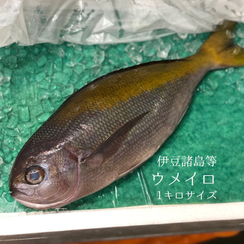 特選 ウメイロ 1尾 1Kサイズ 八丈島 和歌山 伊豆初老など【梅色1K】冷蔵 豊洲直送