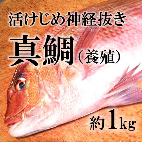活〆真鯛 愛媛産 養殖 約1-1.5kg(豊洲直送)鮮魚 生 活締め【ヨウダイ1-1.5K】 冷蔵