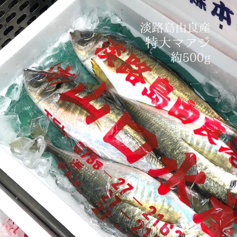 特大 真アジ 淡路島由良産 1尾約500g【由良 鯵ｘ１尾】冷蔵 豊洲直送