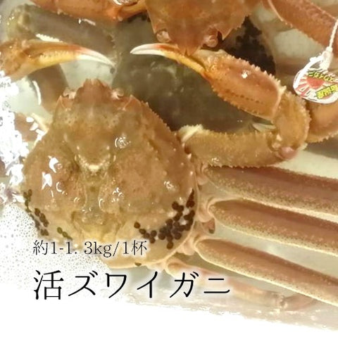 活 特大ズワイガニ 約1.0~1.3kg1杯 日本海(兵庫・福井・島根など)松葉ガニ / 越前ガニ / 最高級品【活ズワイ蟹1-1.3kg】冷蔵 豊洲直送