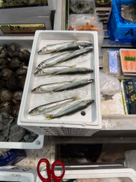 養殖稚鮎がスタート！｜苦味が美味しい稚鮎！