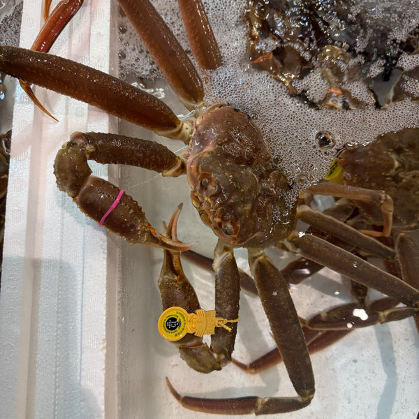 越前ガニ｜元気の良いズワイガニが入荷しました！