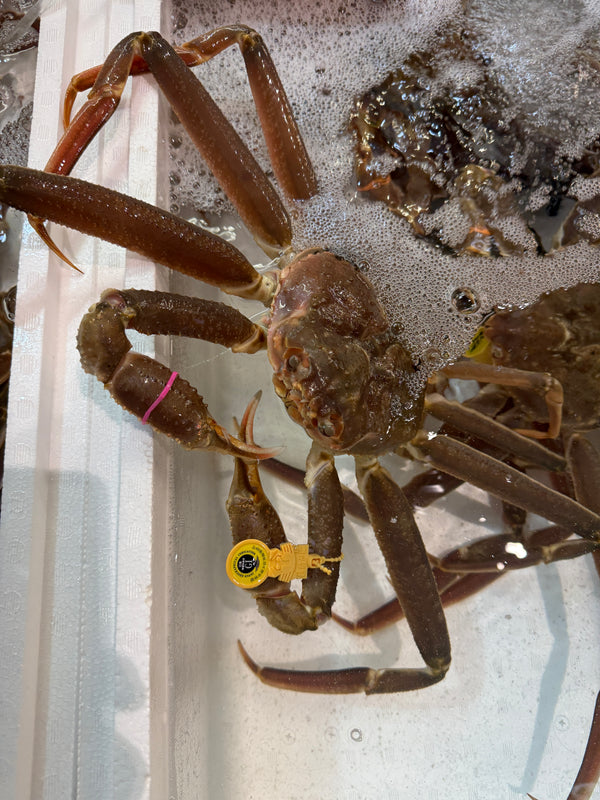 越前ガニ｜元気の良いズワイガニが入荷しました！