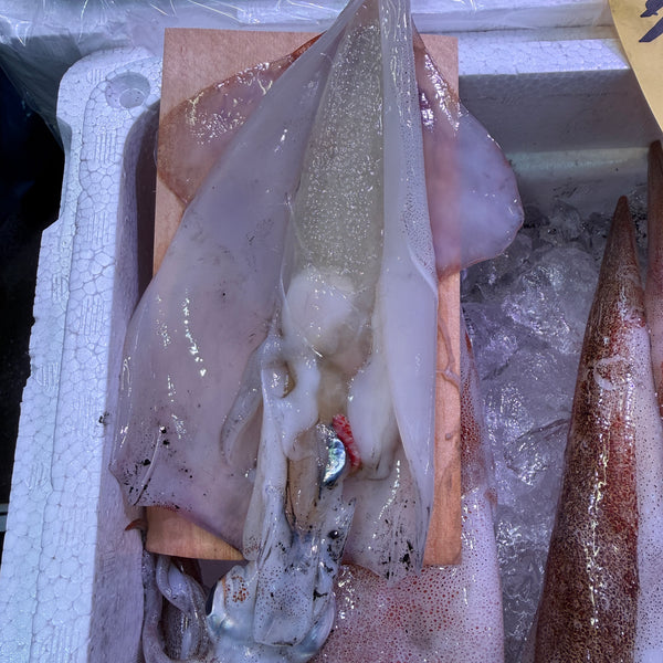 子持ちヤリイカ｜今年も始まりました