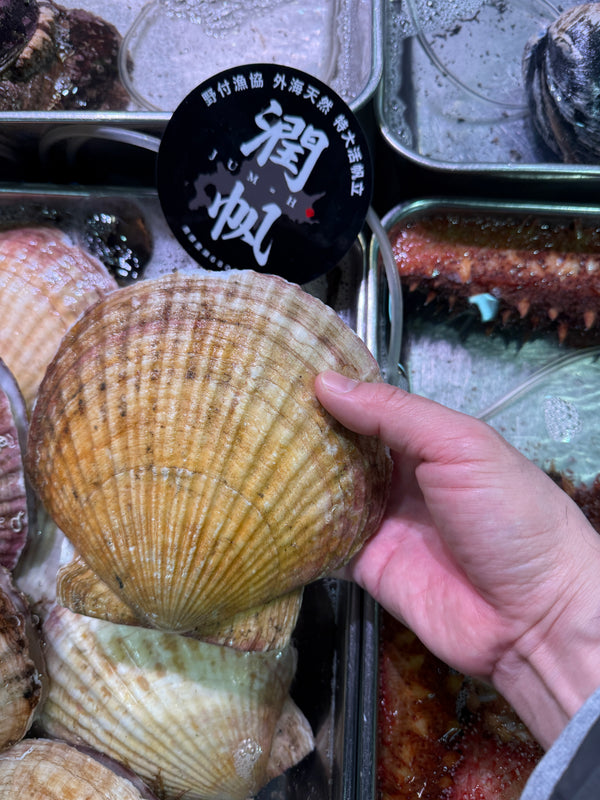 超特大ホタテ「潤帆」｜今日も入荷！とにかく大きい！