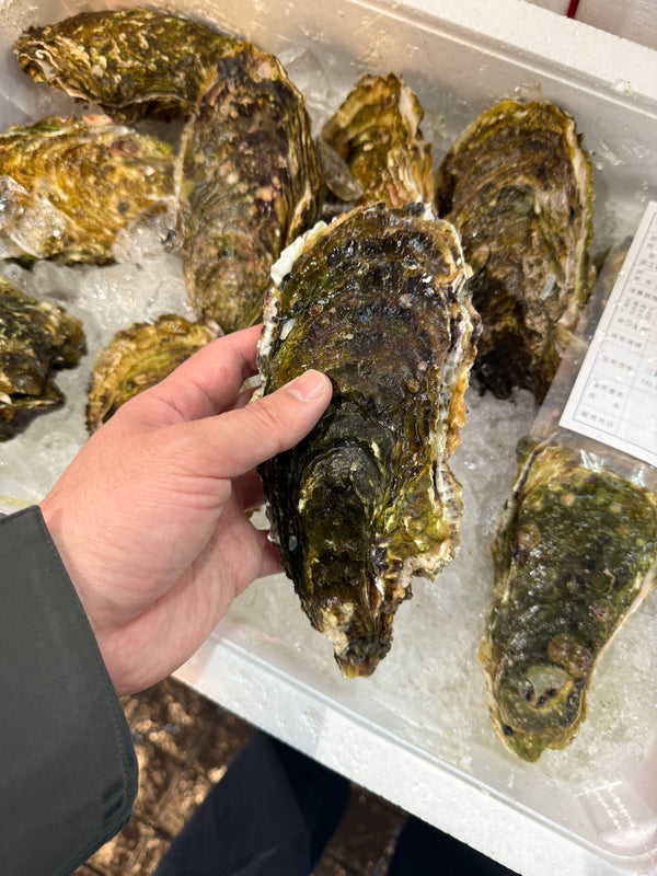 三陸山田湾の特大真牡蠣｜絶好調です。今大変おすすめ