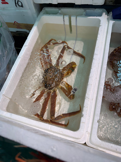 越前ガニ｜大幅に相場が下がりました。今が狙いどきです。