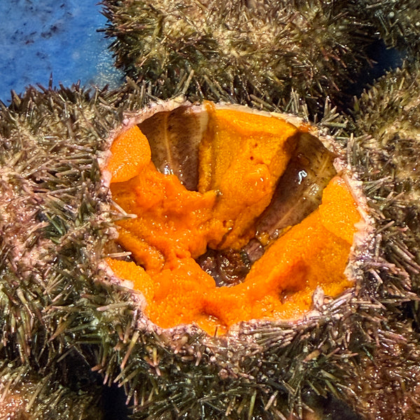 北海道養殖バフンウニ｜殻付き！もう少し入荷の様子を見て販売するか検討します。