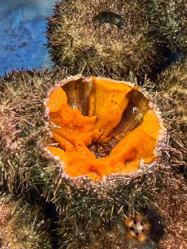 北海道養殖バフンウニ｜殻付き！もう少し入荷の様子を見て販売するか検討します。