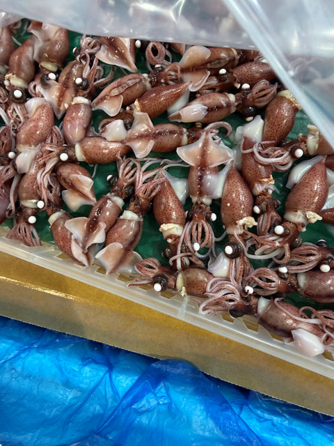 富山湾 ホタルイカ｜始まりました！春の魚が増えてます