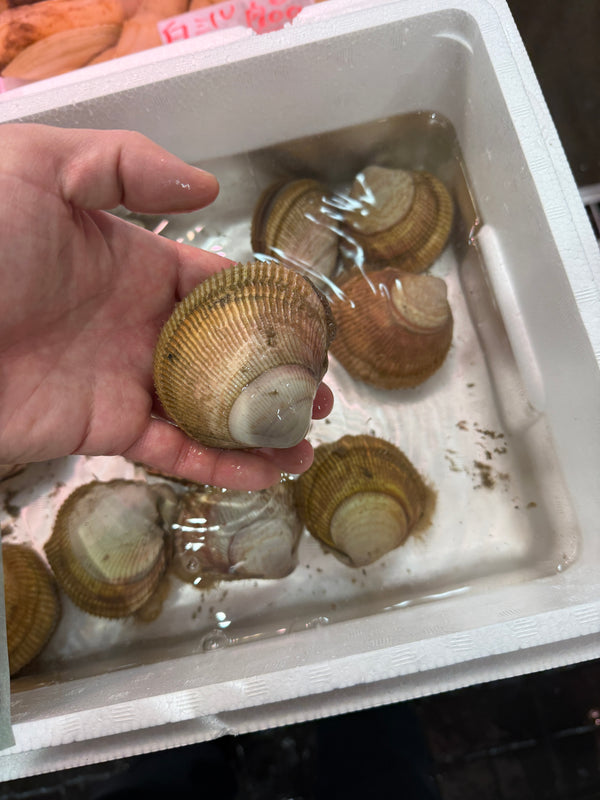 特選鳥貝｜春の代表格！生食が大変美味！