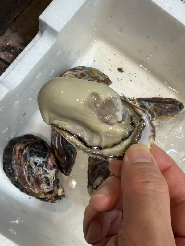 坂越産 特選真牡蠣｜味良し、実入良し、大変おすすめです