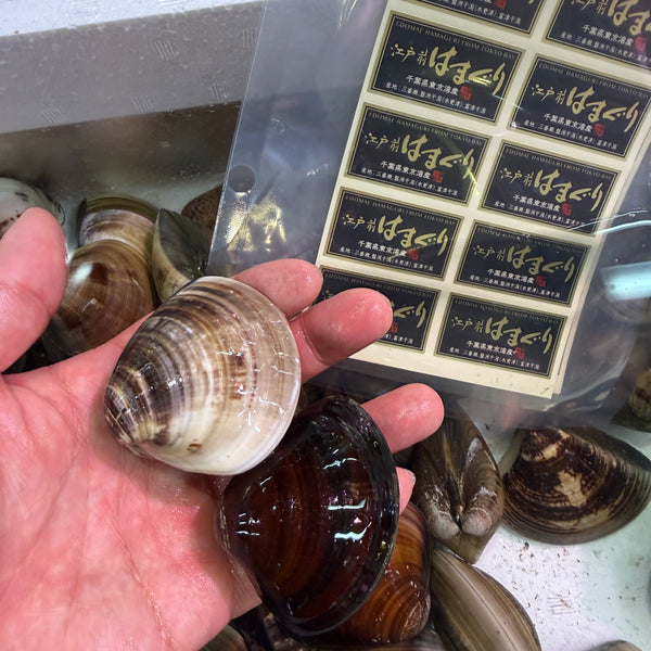 江戸前ハマグリ｜希少品！身の入りも良くおすすめ