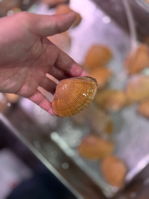 北海道知内産アオヤギ貝｜春の貝、始まりました。香りが良くおすすめ