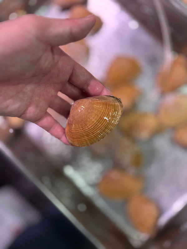 北海道知内産アオヤギ貝｜春の貝、始まりました。香りが良くおすすめ