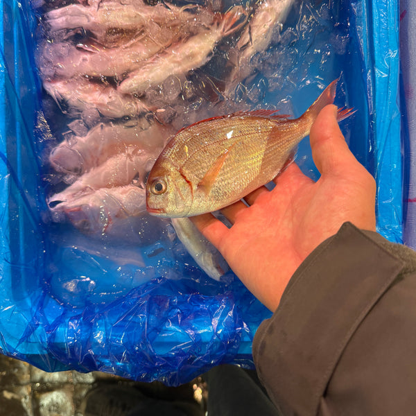 春子｜もう間も無く販売を開始します！