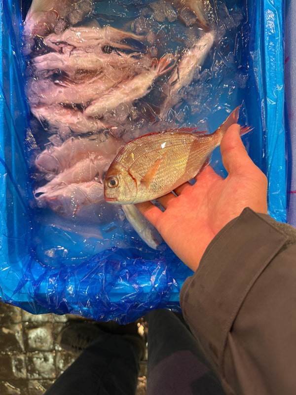 春子｜もう間も無く販売を開始します！