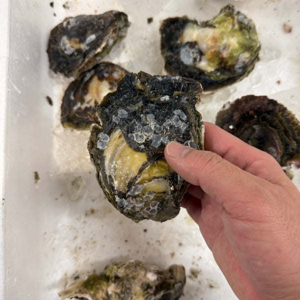 五島列島産岩牡蠣「椿」｜入荷スタート！五島列島のブランド牡蠣