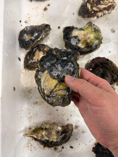 五島列島産岩牡蠣「椿」｜入荷スタート！五島列島のブランド牡蠣