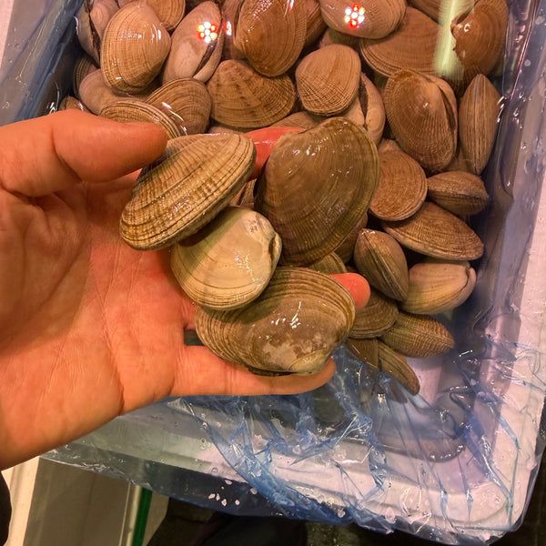 北海アサリ｜厚岸産、絶好調です。おすすめ！