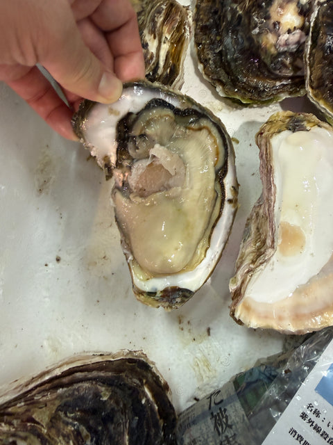 隠岐の島産 岩牡蠣｜今年もスタート！実入も良く、味も良し。おすすめです。