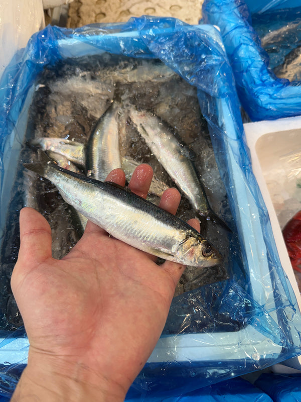 子ニシン｜大変希少な子ニシン。入荷ありました！