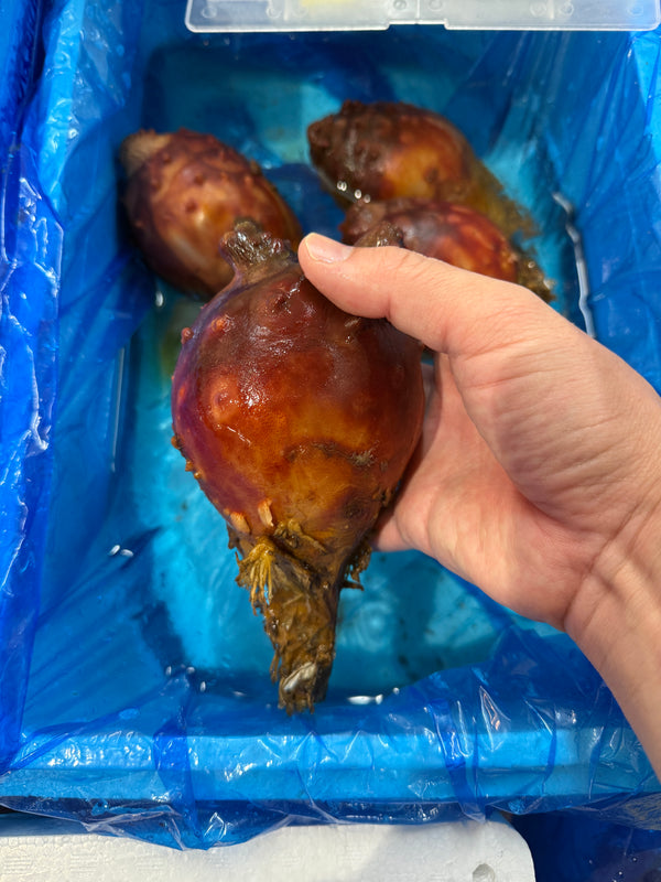 三陸産ホヤ(大)｜立派な養殖ホヤ、スタート！