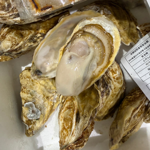 真牡蠣「華蓮」｜実入り良し！味良し！ついに始まりました！