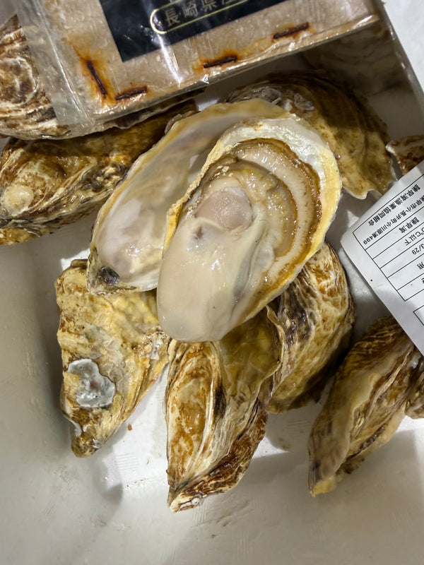 真牡蠣「華蓮」｜実入り良し！味良し！ついに始まりました！