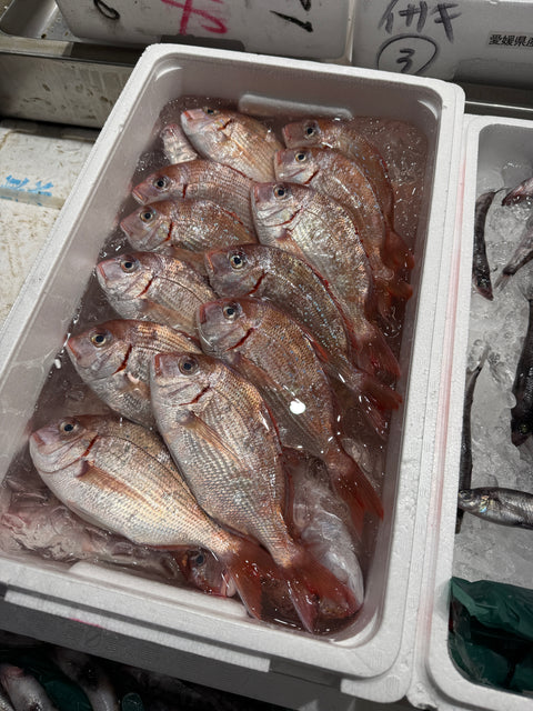 鹿児島県カスゴ｜鮮度も良くおすすめ