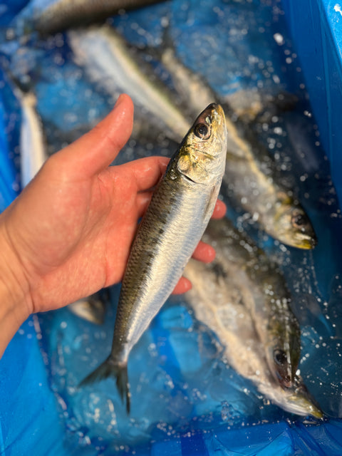 大羽イワシ｜いいイワシでした。富山県産。