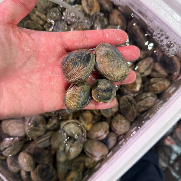 鹿島の天然アサリ｜大粒でよかったです