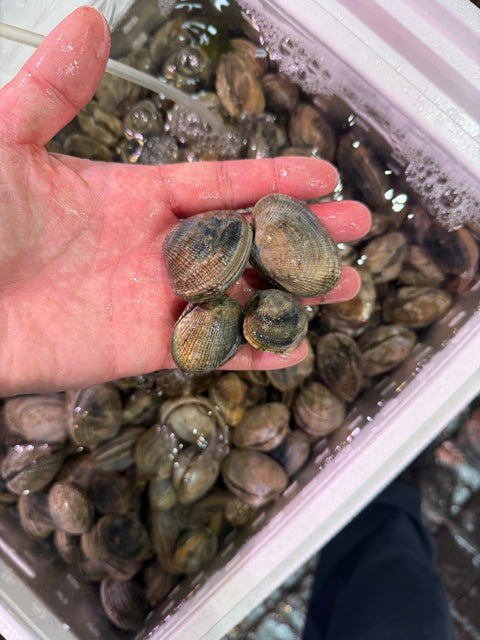 鹿島の天然アサリ｜大粒でよかったです