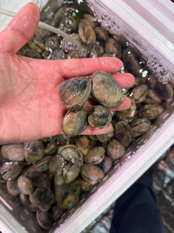 鹿島の天然アサリ｜大粒でよかったです