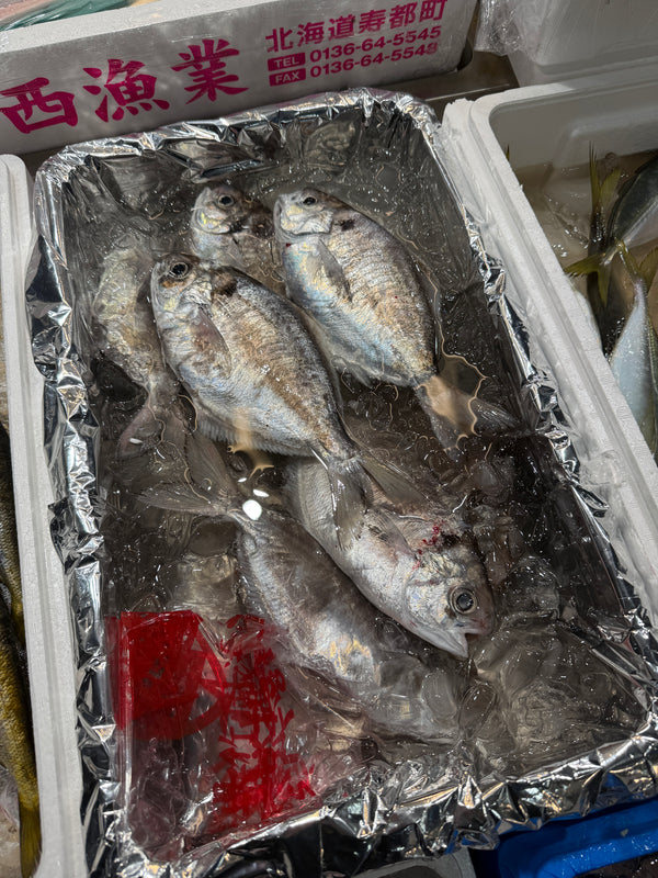 江戸前エボダイ｜良品入荷中です。おすすめ。